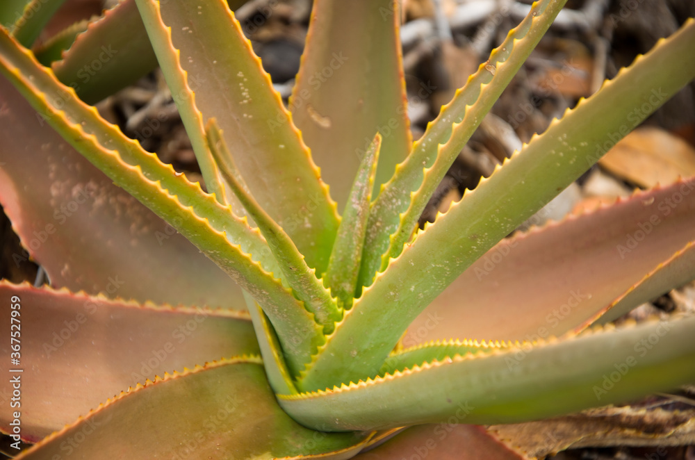 Fototapeta premium Aloes vera en gros plan - Madagascar