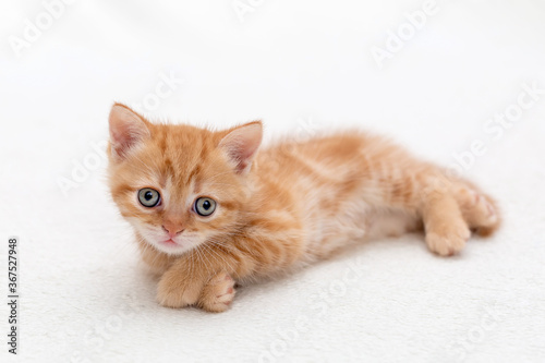 Small, cute orange British kitten