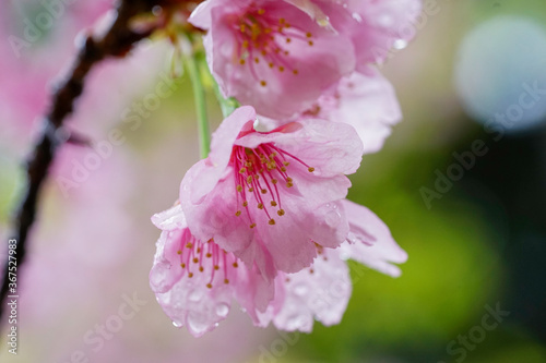 雨に濡れる河津桜の花