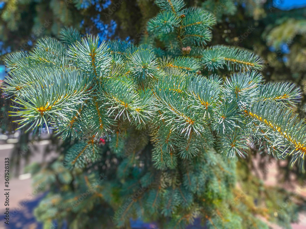 Branches of blue spruce closeup on a sunny day background
