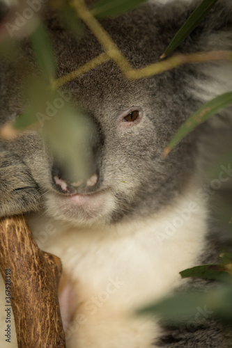 Koala close up 2 © idan