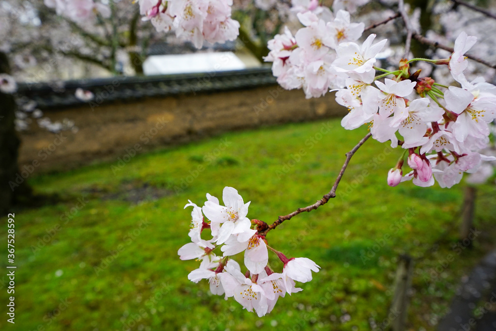 Fototapeta premium 醍醐寺の桜の花