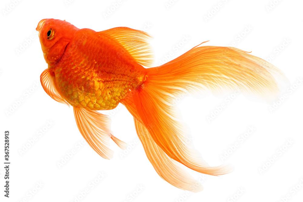 Fototapeta premium Goldfish on White