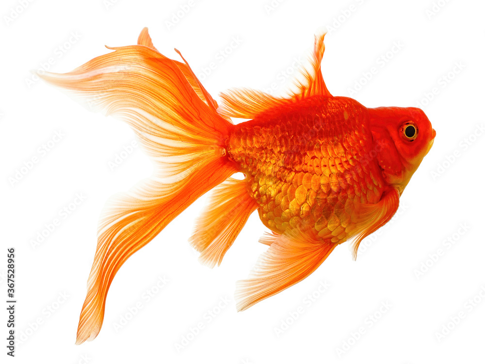 Fototapeta premium Goldfish on White