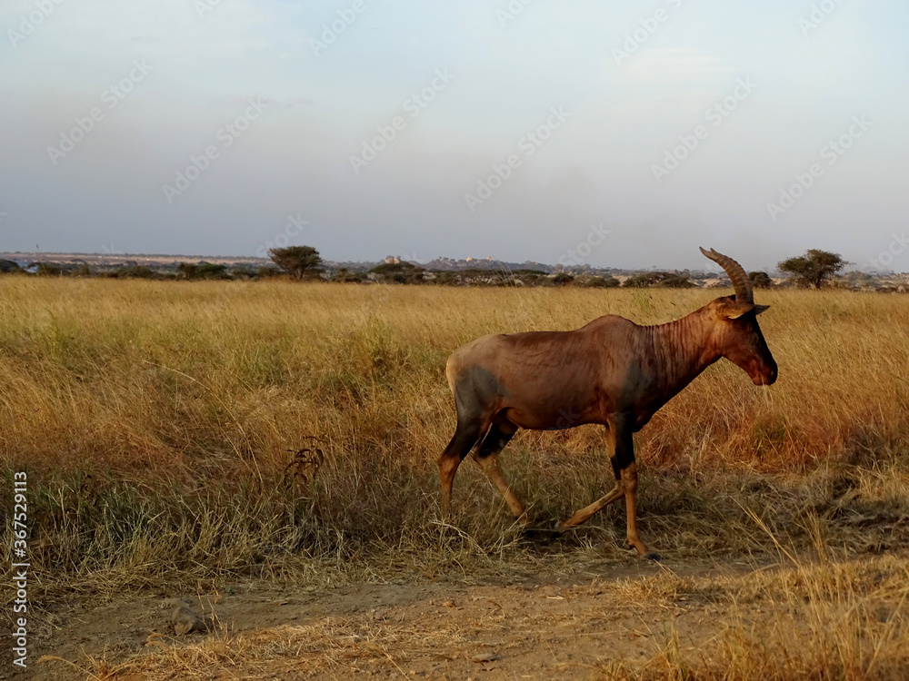 Fototapeta premium Damaliscus lunatus jimela