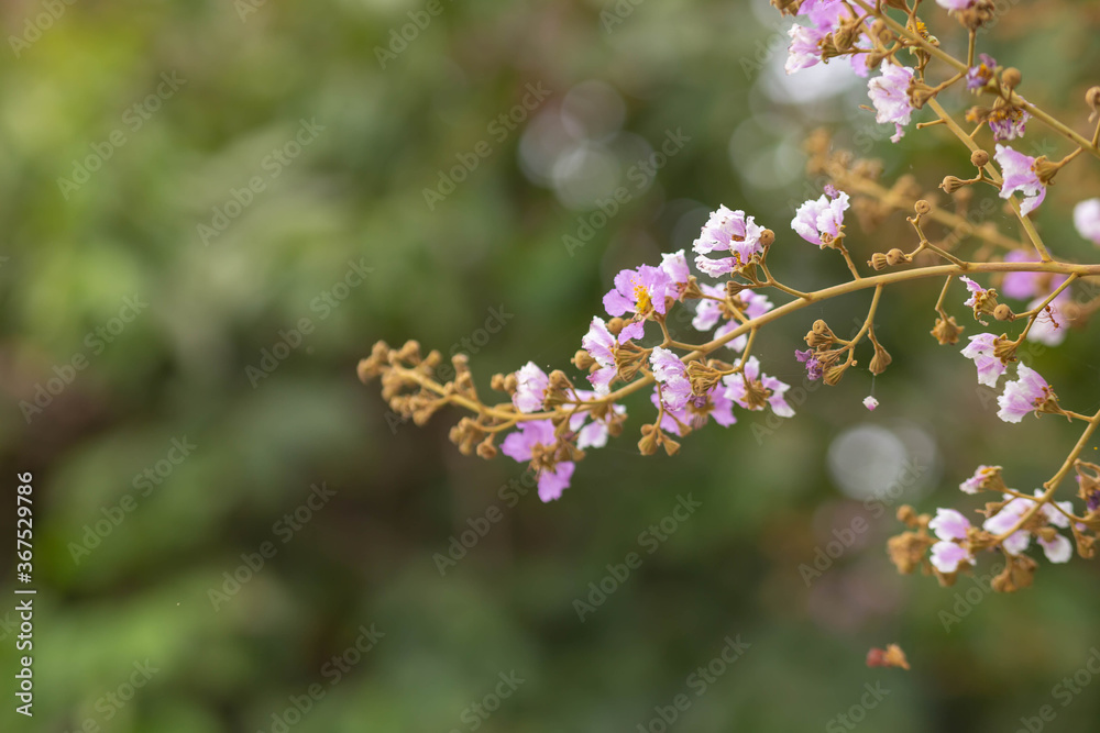 Pastel purple flower of Bungor tree Pastel purple flower of Bungor tree