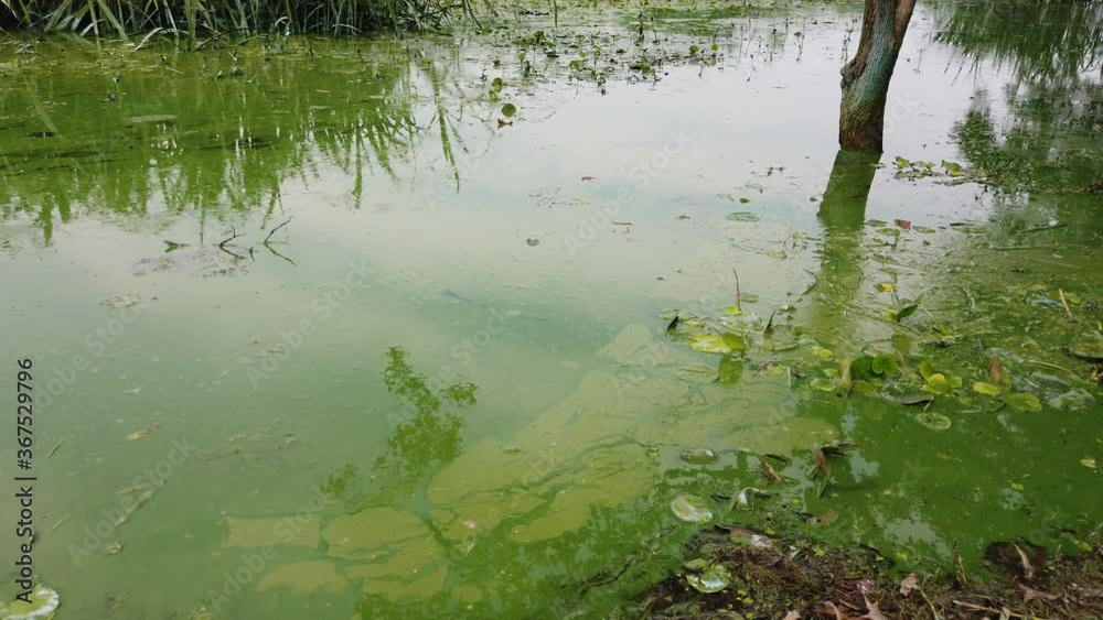 A body of water polluted by algae on the shore of Taihu Lake, Wuxi, China A body of water polluted by algae on the shore of Taihu Lake, Wuxi, China