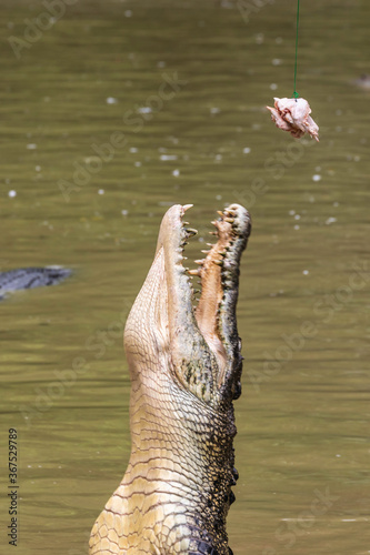 Jumping crocodiles at Jong;s Crocodile Farm photo