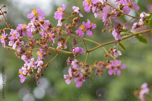 Pastel purple flower of Bungor tree