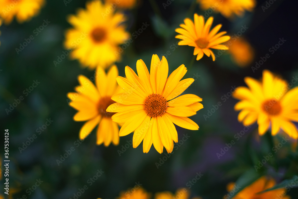 Fototapeta premium yellow chamomile on a dark background in green leaves