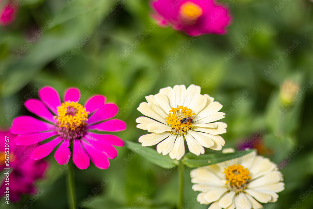 Beautiful flowers on natural blurred backgrounds. Beautiful flowers on natural blurred backgrounds.
