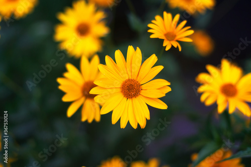 yellow chamomile on a dark background in green leaves