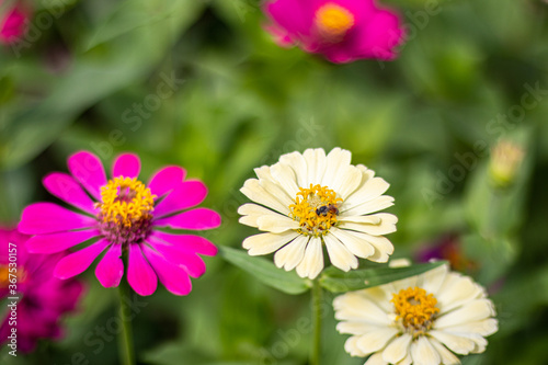 Beautiful flowers on natural blurred backgrounds.