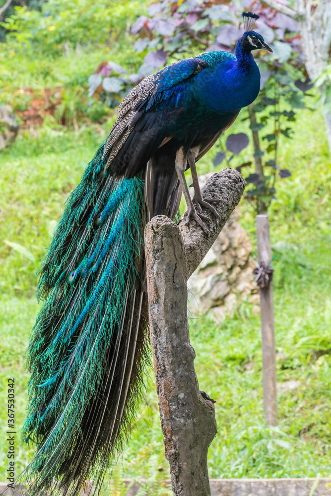 Fototapeta premium Peacock 
