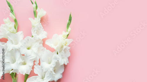 White gladiolus flowers on pastel pink background. Floral banner. Greeting card.
