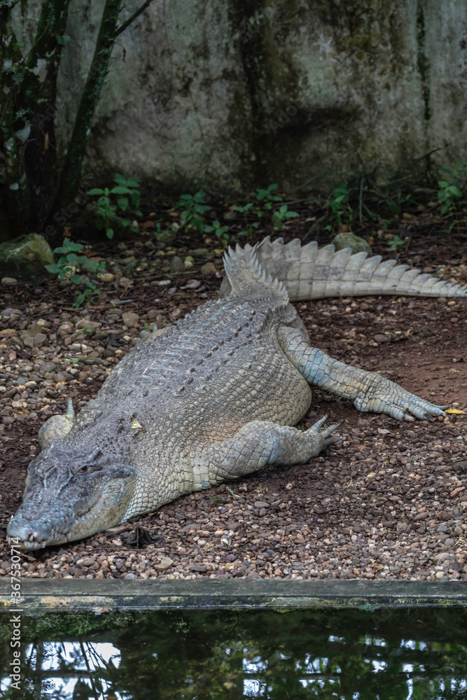 Naklejka premium Jong;s Crocodile Farm