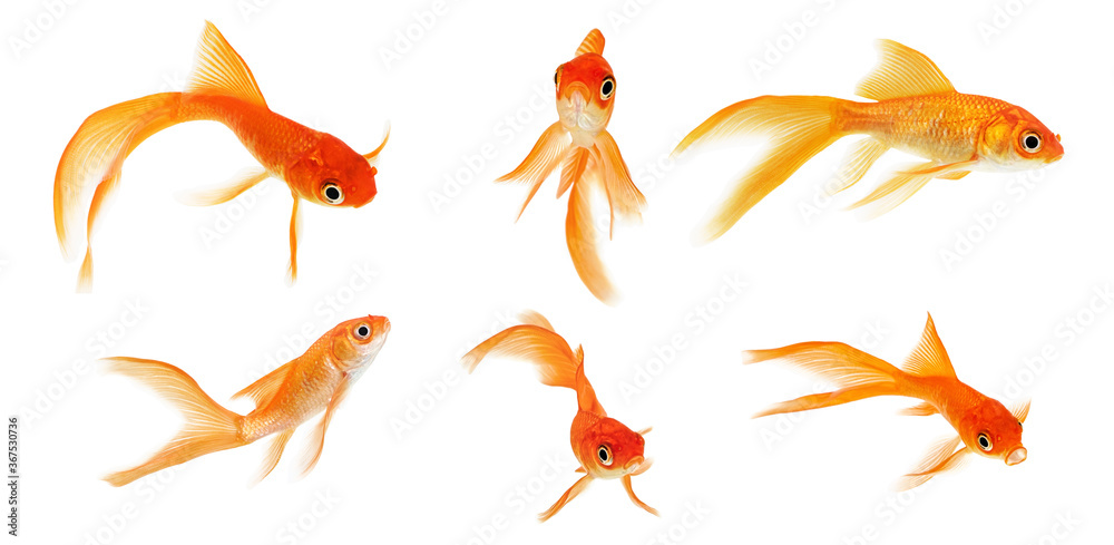 Fototapeta premium Set of goldfish on a white background