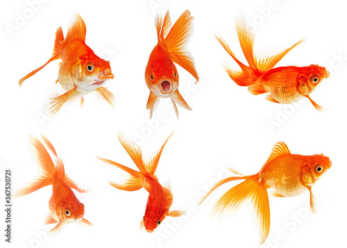 Set of goldfish on a white background