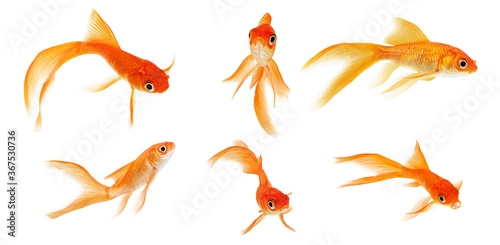 Set of goldfish on a white background