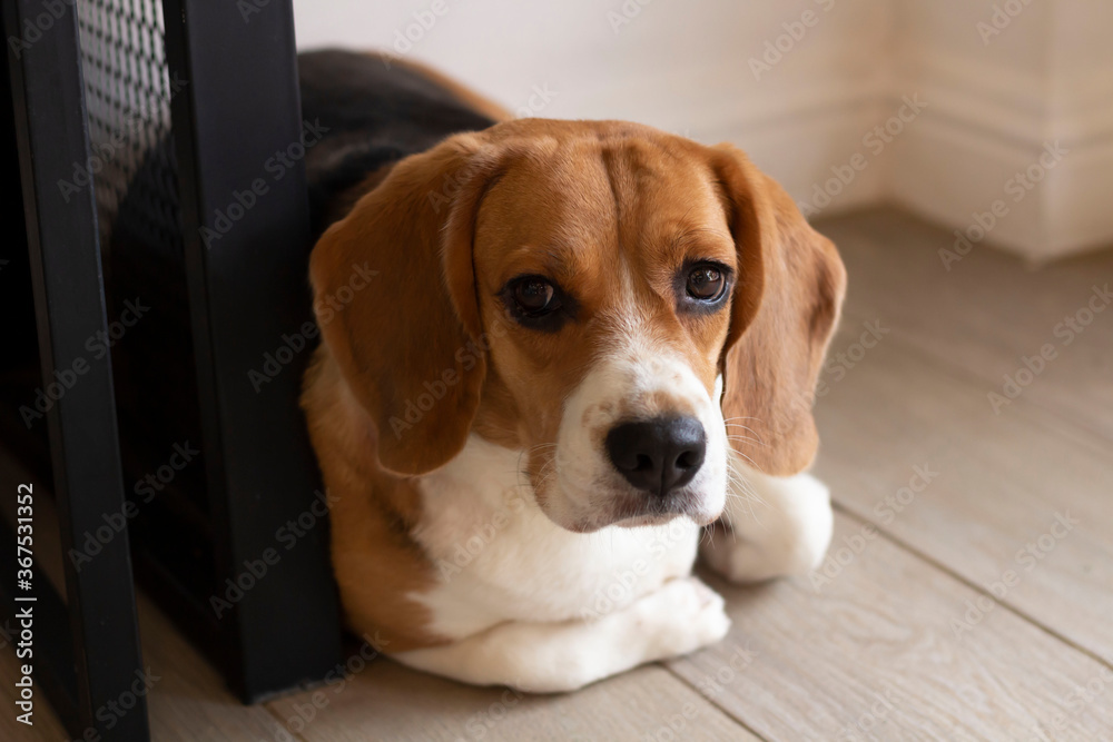 three colors Beagle dog is lying at wall corner