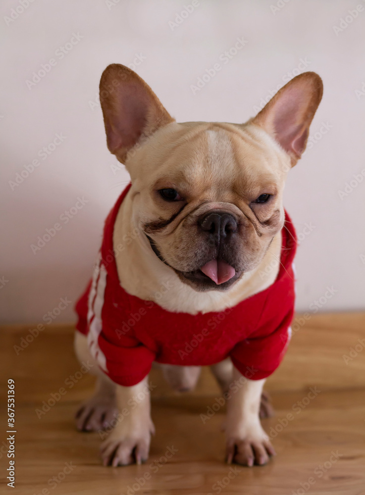 cute French Bulldog wearing red coat is sitting on the wooden floor