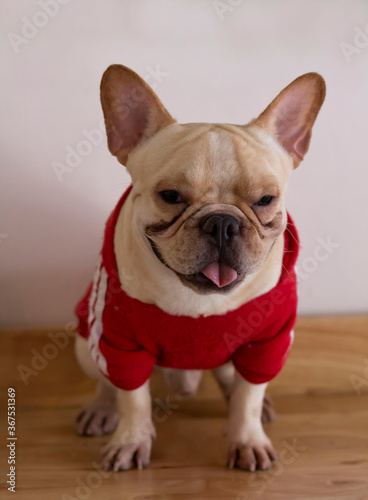 cute French Bulldog wearing red coat is sitting on the wooden floor