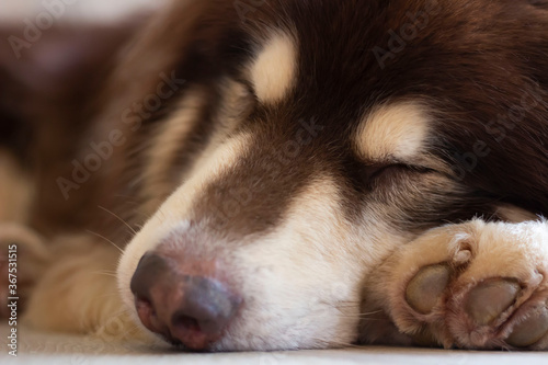 close-up sleeping Alaskan Malamute