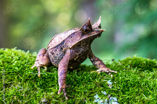 Nature wildlife image of The Bornean Horn Frog (Megophrys Nasuta) photo