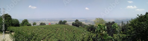 tea farm  of GILAN photo