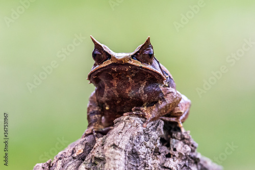 Nature wildlife image of The Bornean Horn Frog (Megophrys Nasuta)