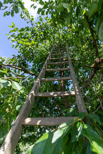 Ladder fruitpicking in the summer photo