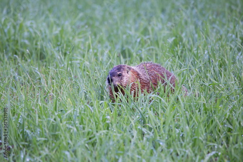 Selective focus horizontal portrait of groundhog with wet spiky fur hiding in grass after a rainy summer day, Ste. Foy rural area, Quebec City, Quebec, Canada photo