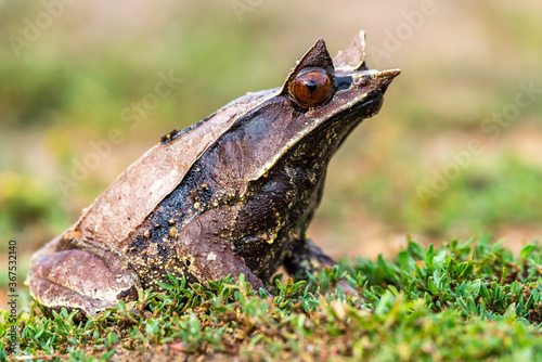 Nature wildlife image of The Bornean Horn Frog (Megophrys Nasuta) photo