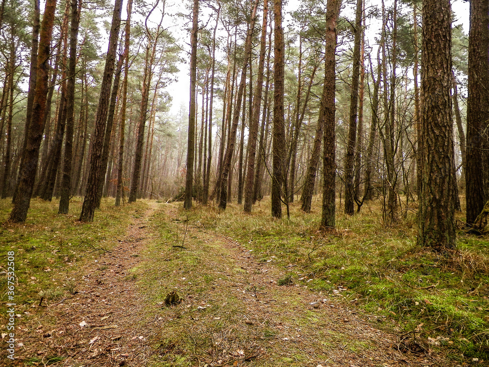 Obraz premium Landscape of pine forest, northern Poland.