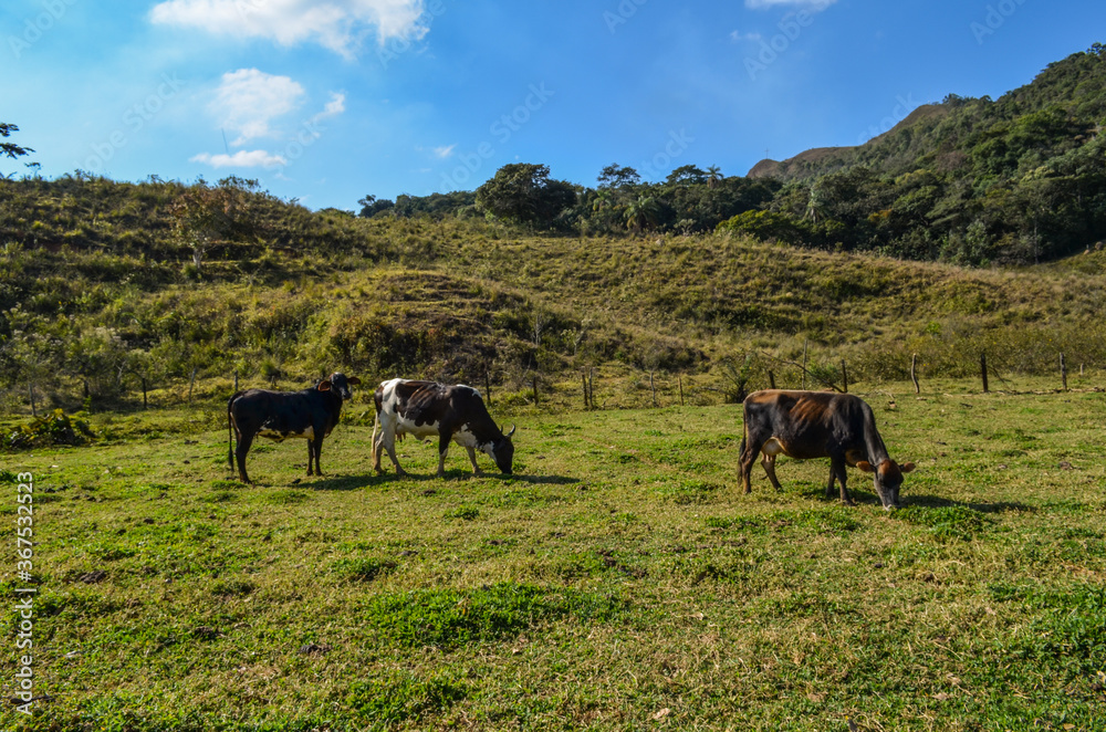 Small farm with animals at countryside region of Brazil. Small farm with animals at countryside region of Brazil.
