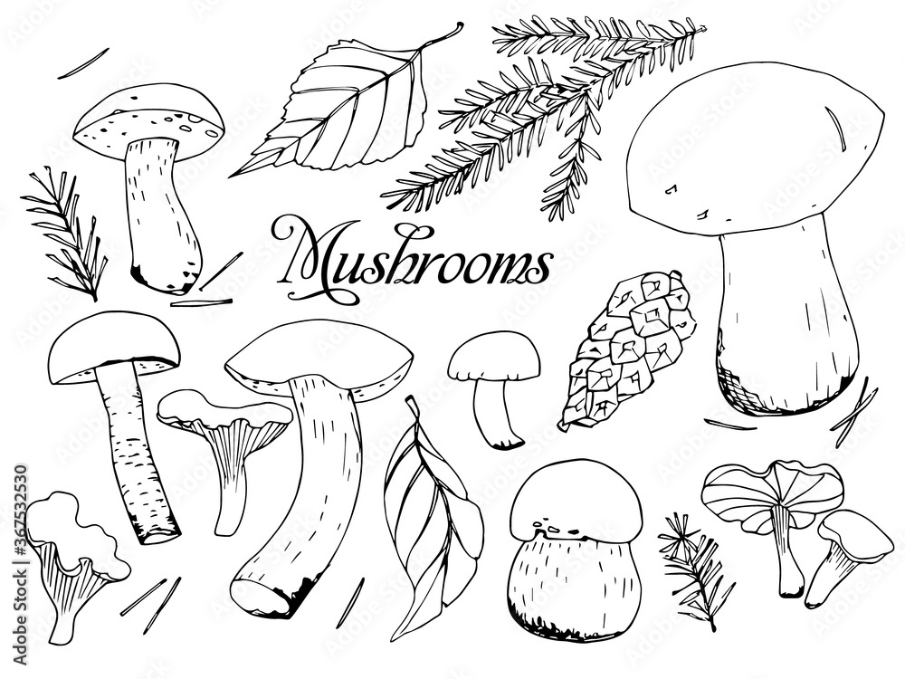 Mushrooms and spruce branches set, Hand drawing. Vector elements for your design. Fresh and healthy food from the forest