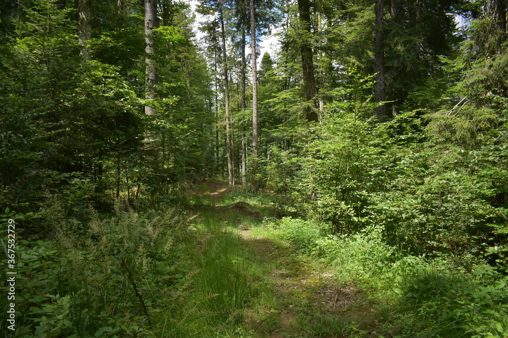 Mountain view, forest view