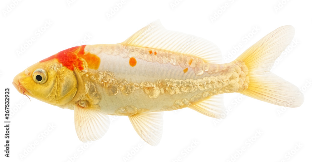  Goldfish Carp on White