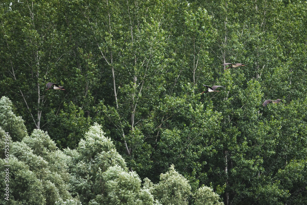 great gray and white heron in nature great gray and white heron in nature
