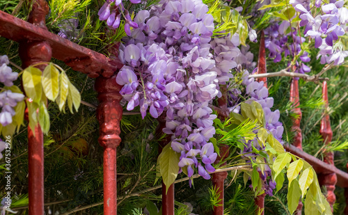 Blühender Blauregen (Wisteria) an einem roten Gartenzaun photo
