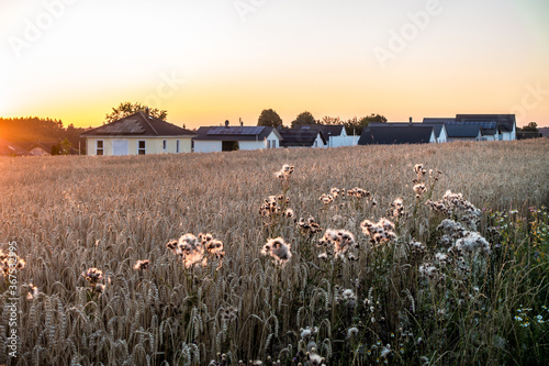 Neubaugebiet bei Sonnenuntergang photo