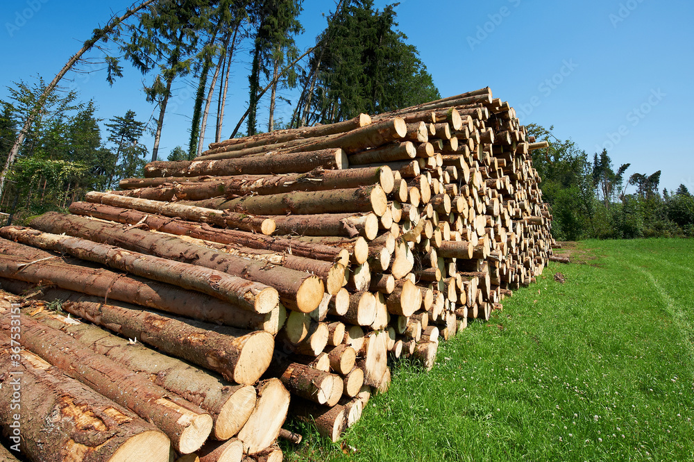 Industrial logging in the forest Industrial logging in the forest
