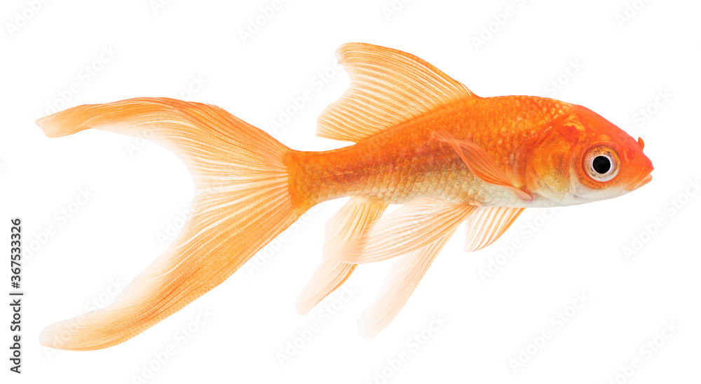 Comet Goldfish Comet Goldfish