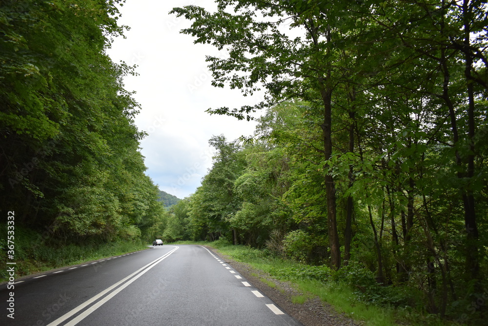 Mountain view, forest view