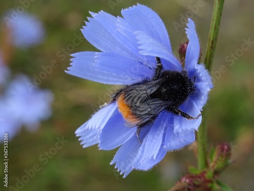 Steinhummel auf Wegwarte