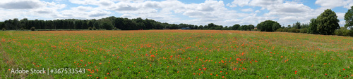panorama of a poppy field
