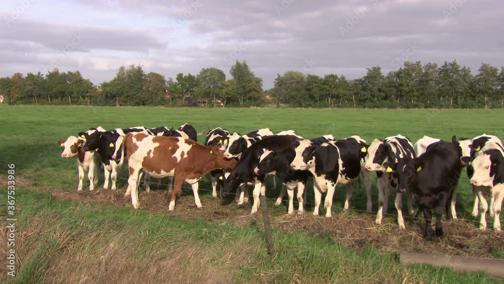 Cows in meadow. Young stock. Cattle breeding. Farming Cows in meadow. Young stock. Cattle breeding. Farming
