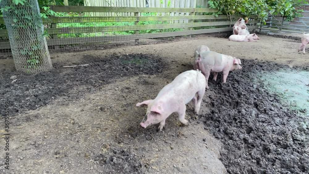 Domestic pigs. Pigs on a farm in the village. Swine covered in mud Domestic pigs. Pigs on a farm in the village. Swine covered in mud