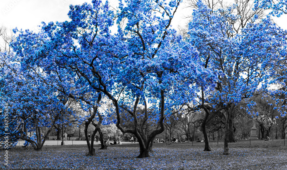 Obraz premium Blue trees in a surreal black and white forest landscape scene in Central Park, New York City