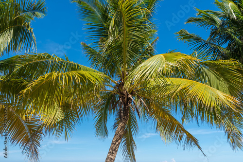 Coconut palm trees, beautiful tropical background.